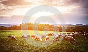 Flock of sheep grazing in a pasture