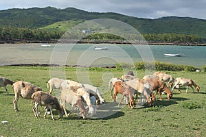 Flock of sheep grazing, Rodrigues Island