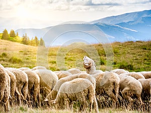 A flock of sheep grazing. Rural mountain landscape with sheeps on a pasture in Carpathian Mountains, Romania