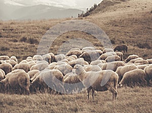 A flock of sheep grazing. Rural mountain landscape with sheeps on a pasture in Carpathian Mountains, Romania