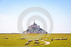 Sheep grazing on the salt meadows close to the Mont Saint-Michel tidal island in Normandy, France