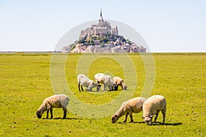 Sheep grazing on the salt meadows close to the Mont Saint-Michel tidal island in Normandy, France