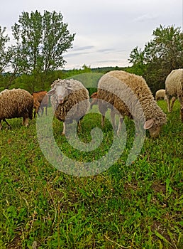 A flock of sheep grazing. Sheep on a mountain meadow, Serbia