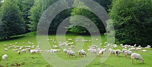 Flock of sheep grazing in the Sierra de Aralar, Navarra