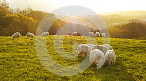 Flock of sheep grazing with the sun at sunset