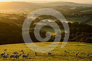 Flock of sheep grazing at sunrise