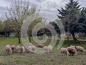 Herd grazing in the urban park of Vale da Montanha, Areeiro - Lisbon PORTUGAL photo