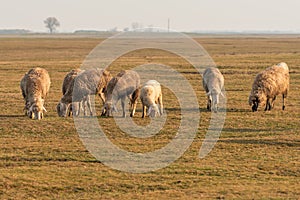 Flock of sheep grazing on vast pasture landscape in Vojvodina