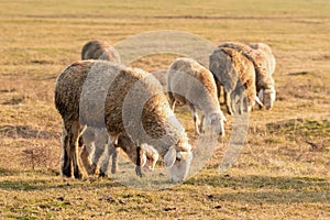 Flock of sheep grazing on vast pasture landscape in Vojvodina