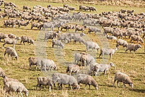 Flock of sheep on green grass