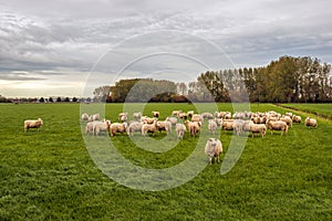 Flock of sheep in a green meadow