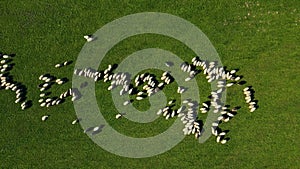 Flock of sheep on green meadow. Herd of white sheep and lambs grazing on pasture on mountain hill, chewing green grass. Shepherds