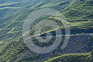 Flock of sheep on green mountain slopes