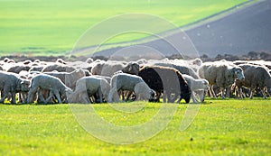 Flock sheep has one black goat as a part of their family