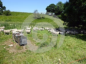 Flock of sheep heading to feeding trough