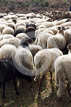 Flock of sheep upon heath near Havelte, Holland