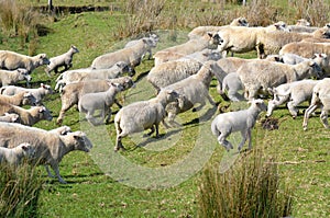 Flock of sheep during herding