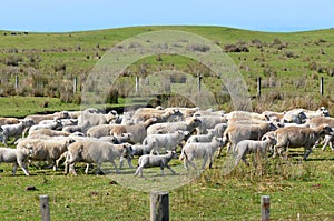 Flock of sheep during herding