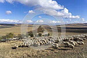 A flock of sheep on a hill. Beautiful view of the valley with fields. The road leads to the horizon. Mountains and bright blue sky