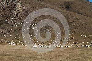 Flock of sheep on the hill