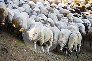 Flock of sheep on hillside