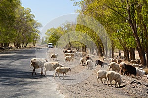 Flock of sheep on the Issyk-Kul southern shore road. Issyk-Kul region. Kyrgyzstan
