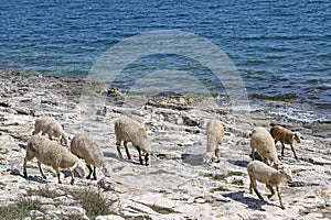 Flock of sheep in Istria