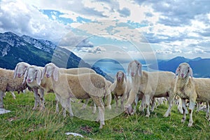 A Flock of Sheep in the Italian Alps