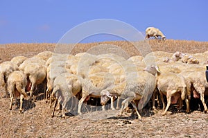 Flock of sheep in Italy