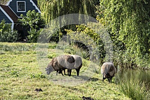 Flock of sheep kept biologically in a meadow in the countryside. Green fields in the mountains with grazing sheeps