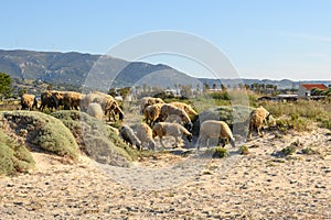 A flock of sheep, Kos island, Greece