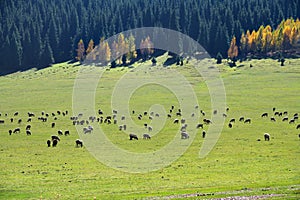 Flock of sheep. Kyrgyzstan