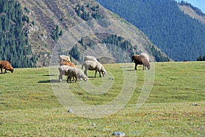 Flock of sheep. Kyrgyzstan