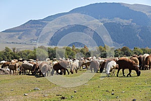 Flock of sheep. Kyrgyzstan