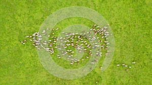 Flock of sheep and lamb grazing in the green meadow. Aerial Shot with drone chasing sheep. Sheep In The Mountain Aerial View