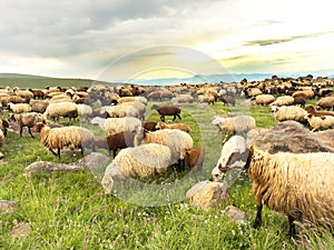Flock of sheep and lamb grazing in the green meadow. Chasing sheep. Sheep In The Mountain