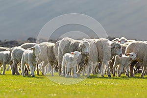 Flock of sheep and lambs on field