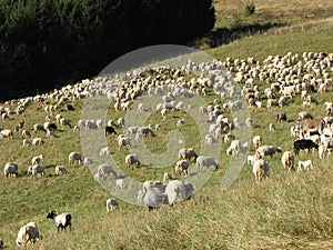 Flock of sheep lambs and goats grazing in the mountains