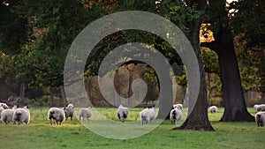 Flock of sheep or lambs grazing on grass in English countryside field between trees, England