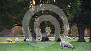 Flock of sheep or lambs grazing on grass in English countryside field between trees, England