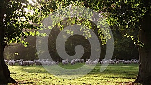 Flock of sheep or lambs grazing on grass in English countryside field between trees, England