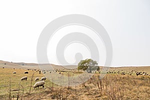 Flock of sheep and lambs in meadow against backdrop of mountains. Farmer sheep graze in a field next to a village road. huge flock