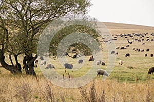 Flock of sheep and lambs in meadow against backdrop of mountains. Farmer sheep graze in a field next to a village road. huge flock