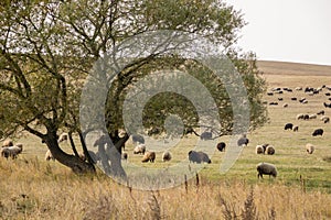 Flock of sheep and lambs in meadow against backdrop of mountains. Farmer sheep graze in a field next to a village road. huge flock