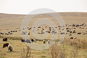 Flock of sheep and lambs in meadow against backdrop of mountains. Farmer sheep graze in a field next to a village road. huge flock