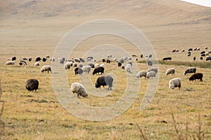 Flock of sheep and lambs in meadow against backdrop of mountains. Farmer sheep graze in a field next to a village road. huge flock
