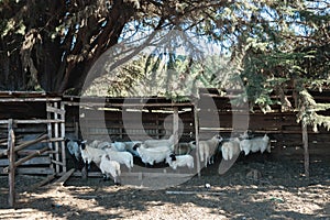 Flock of sheep and lambs in a wooden pen, before one of them gets caught and butchered. Patagonian traditions.