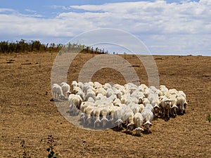 Flock of Sheep in Lazio, Italy
