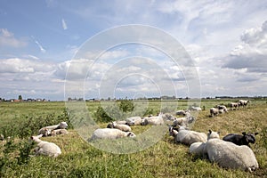 A flock of sheep lying and standing on a dike, in the distance on the horizon a village, surmounted by a blue sky with clouds and