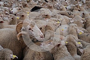 Flock of sheep photo